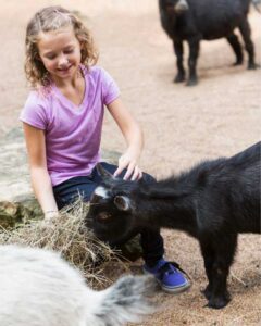 Image of a child feeding and stroking a small black and white goat in a petting zoo as an example of local attractions in Shropshire