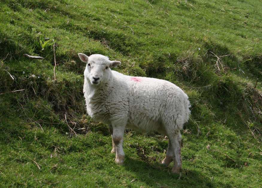 Image showing a sheep on a hillside just metres from The Holt holiday cottage